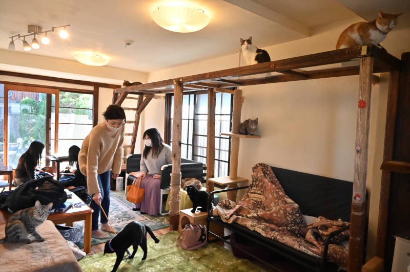 手作りのキャットウォークはアクリル板で、猫にもお客さんにも大好評