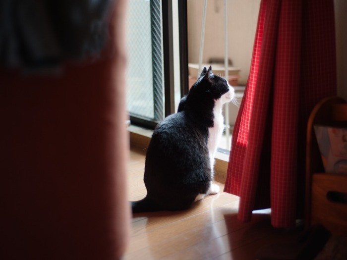 「五月晴れ、風が気持ちいいな」(小林写函撮影)