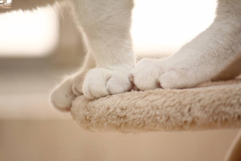 角度を変えてみると、後ろ足との違いがよくわかって面白いんです