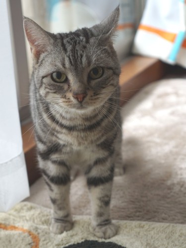 「この家にはご長寿猫が1匹、私より若い男子猫が1匹いるのがわかったわ!」