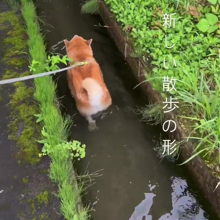 柴犬の「新しい散歩の形」に48万いいね! 水路をスイスイ進む動画が話題
