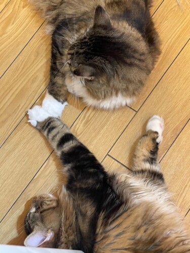 寝ながらハイタッチ。「ねえねえ、足元のソックスが一緒だね」(かおりさん提供)