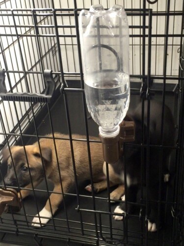 うえしたくんとのしみじみとした暮らしから一変!新しい預かり犬がやってきた!
