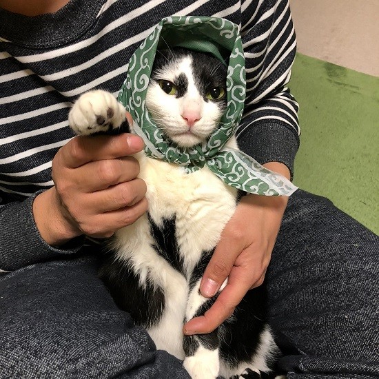 家族みんなの“ハートを盗んだ”牛太郎は6番目にきた猫(夏子さん提供)