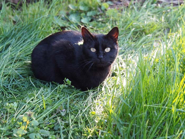 ひとり暮らしの高齢女性に出入り自由で飼われていた