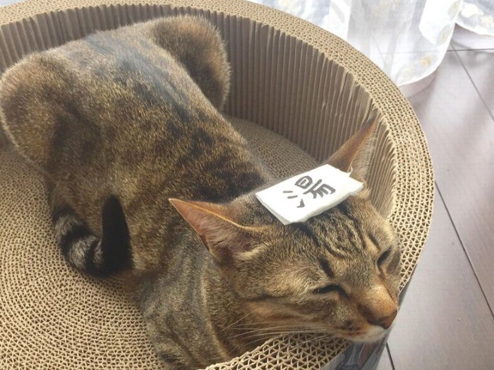 爪とぎではなく、温泉でひなたぼっこ中