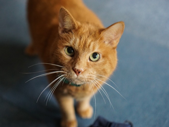 食いしん坊のトラ