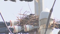【解説】「カラスの巣」が“停電”の原因にも… 2022年は香川で約7800個撤去 対策は
