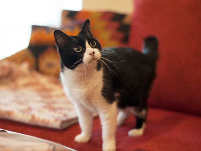 「え!遊んでくれるの?」(小林写函撮影)