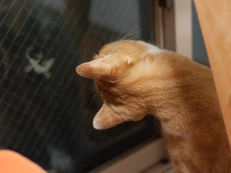 「ヤモリくん、こんばんは」(小林写函撮影)