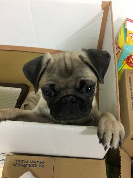 家に来た直後はケージがなく、お手製のハウスで暮らしていたピグくん(飼い主さん提供)