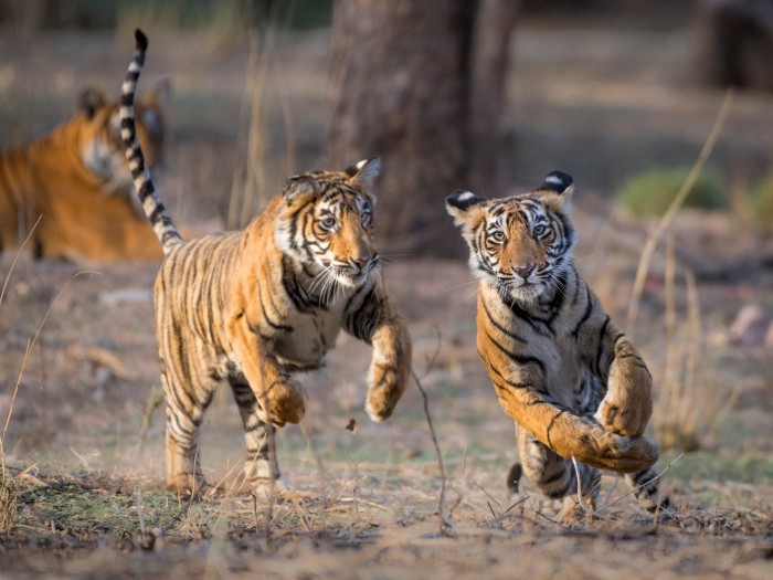追いかけっこをする兄弟のトラ。まるで猫?© Richard Barrett / WWF-UK
