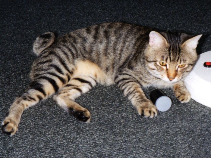 フィルムケースがお気に入りのペレ