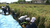 小学生が鎌を使って稲刈り体験 西日本豪雨の被災地に「実りの秋」 倉敷市真備町