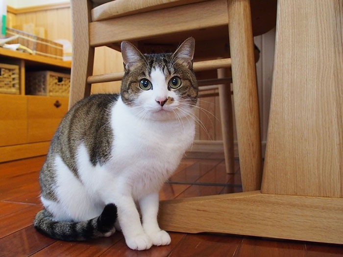 最初の保護猫「茶与」