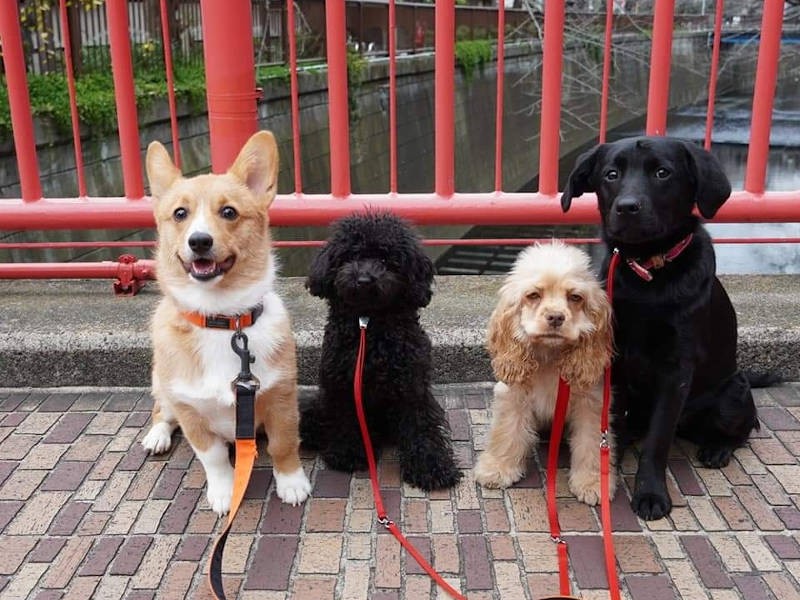 群れの仲間たちとお散歩を体験。いい笑顔、してます(UG DOGS提供)