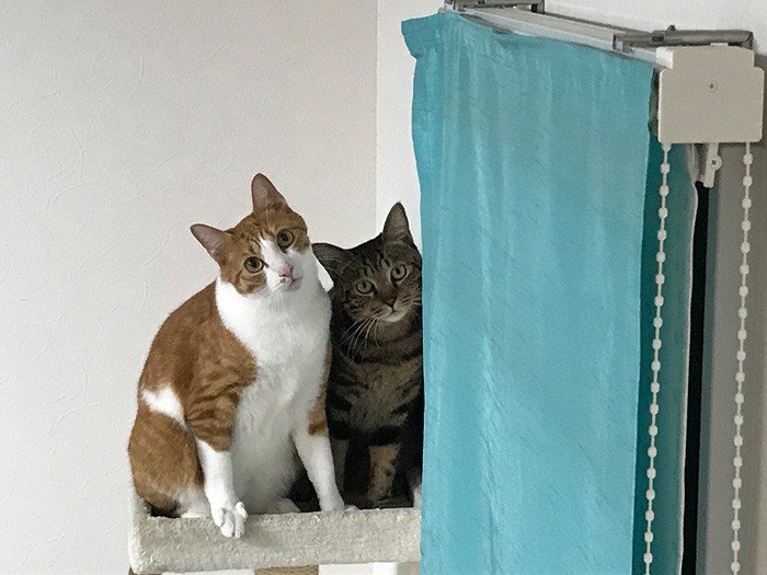 後に一緒に暮らしている「直虎」と