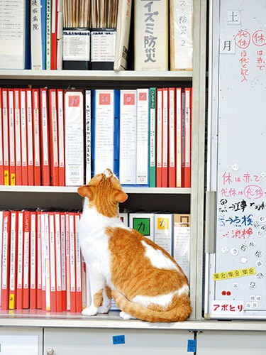 並んだファイルを眺めて、仕事の予定を確認中