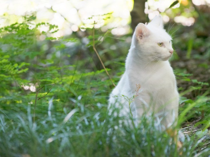 近所の植物園にて。近隣住民の手で世話をされている白猫。(小林写函撮影)