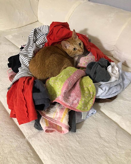 取り込んだばかりの洗濯物の上でくつろぐ