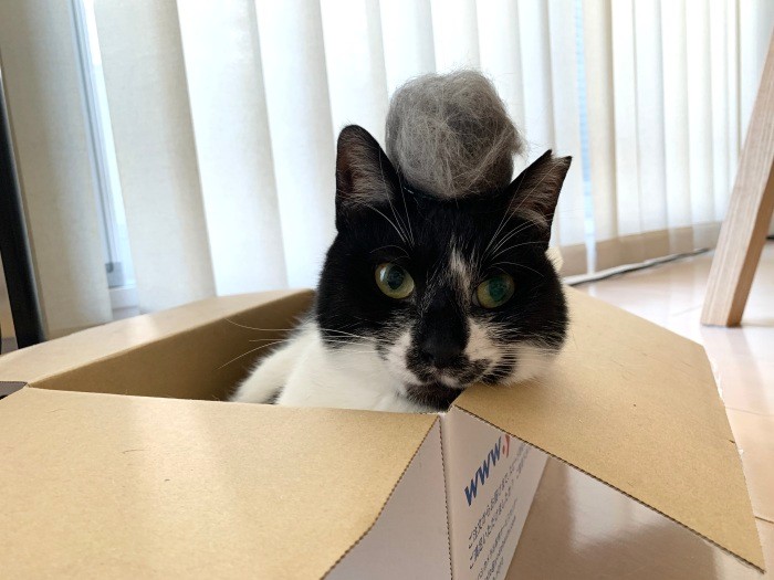 こぐま、くまおボールを乗っけてドヤ顔