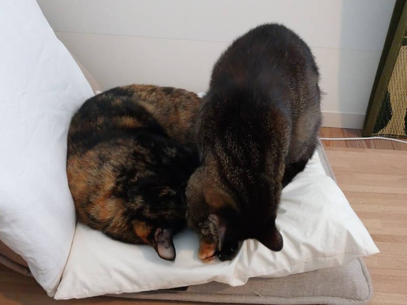 まず、顔をペロペロ…