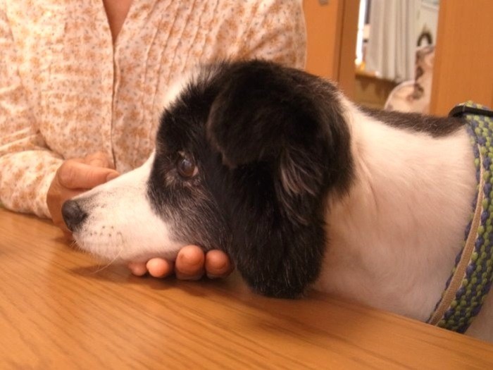 一緒に話を聞くカールくん