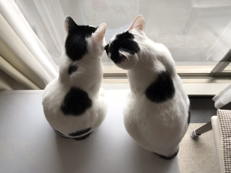 背中の模様がよく似ている