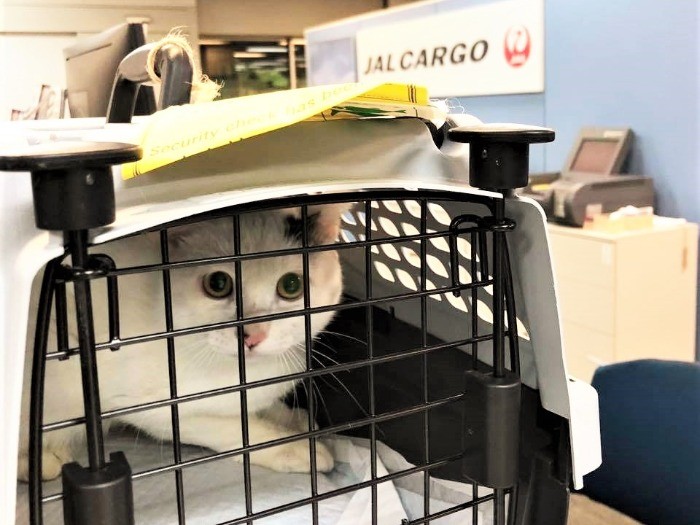 奄美から羽田に着いたゆわんくん(斎藤先生提供)
