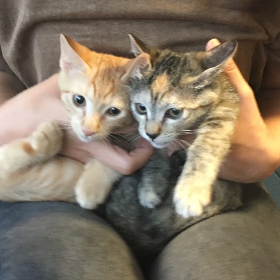 2019年7月16日、家に来た日。友人のひざの上で。天と虹の名は、20年以上好きな漫画『天上の虹』(著:里中満智子)からつけた(池田さん提供)