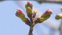 20日に開花予想も… 岡山の「桜開花宣言」はいつ?