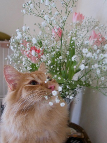 花をいけ替えるとクンクン香りを楽しむ一面も