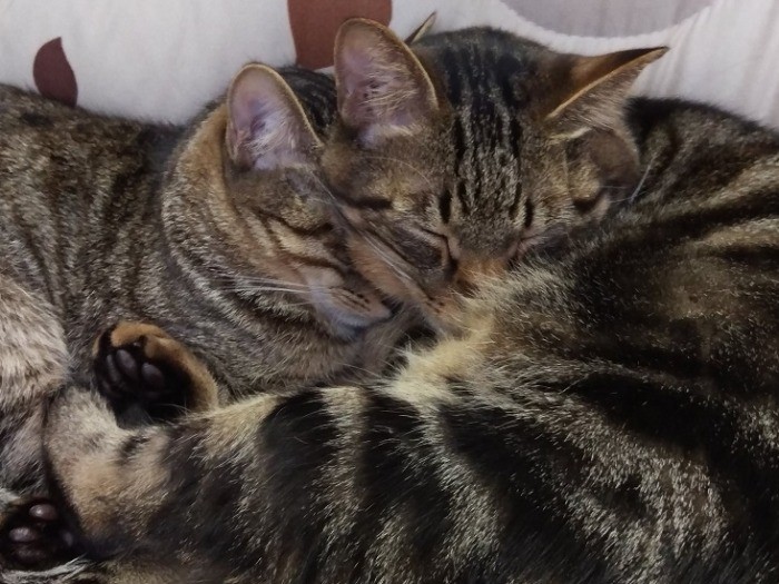 こてつくんと寄り添う小夏ちゃん