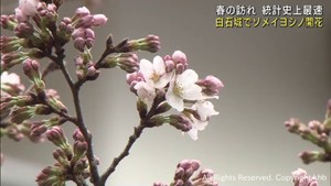 宮城・白石城のソメイヨシノが開花 統計史上最も早い