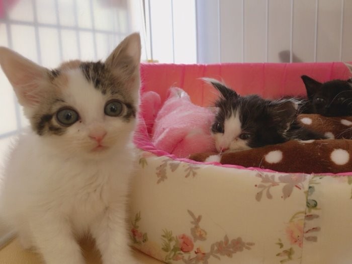 幼い頃から目だっていた「あんず」