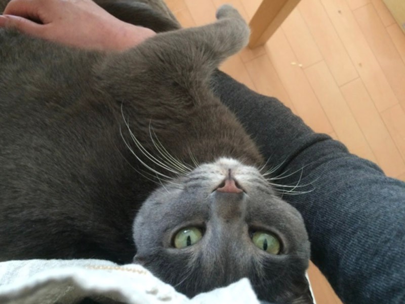 元地域猫、いまは家族と幸せ(ちよだニャンとなる会提供)