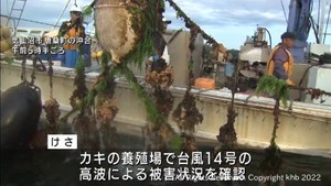 出荷が間近の養殖カキ 台風14号による目立った被害は無し 宮城・気仙沼市