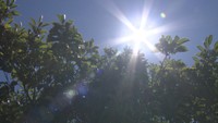 高松市で今年初めて35℃を超える「猛暑日」 岡山・香川各地でも最高気温更新
