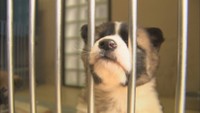 犬猫の命をつなぐクラウドファンディング 目標1100万円でスタート 高松市