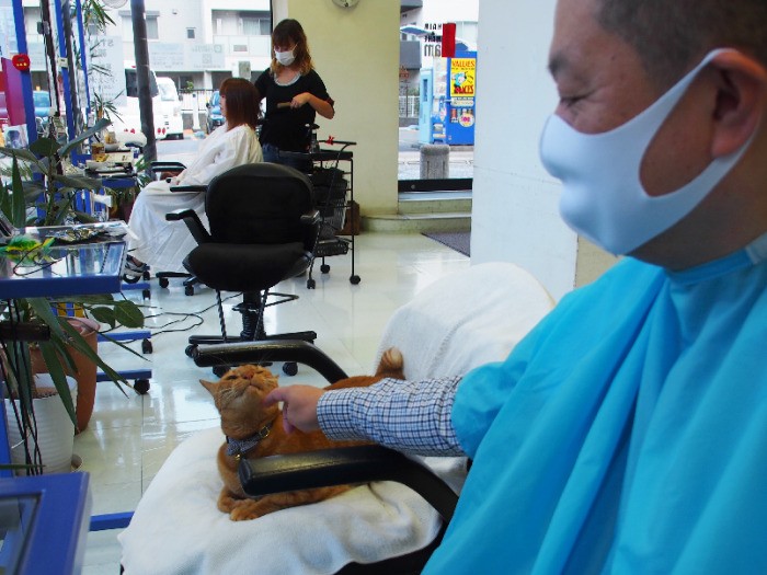 猫好きの若林さんの隣で「なでさせてあげる」サービス中