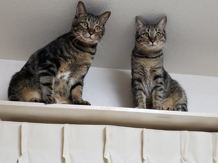 左が先に保護されたこてつくん、右が小夏ちゃん