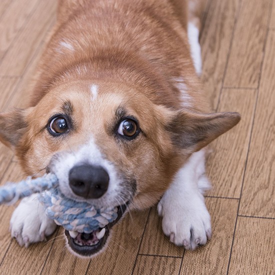 ふんばるおてて(『コギおてて』より)