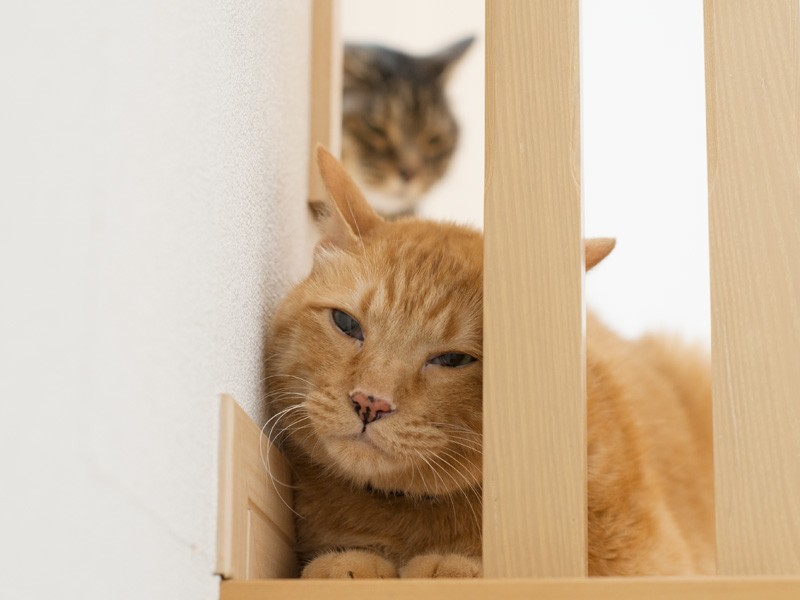 「なあぺぺ、俺たちお母さんの役に立ってるのかな」(小林写函撮影)