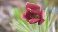 意外性が満載!味わい深い植物「オキナグサ」 おじいさんの長い“ひげ”に例えて 岡山・倉敷市
