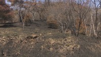 「本当にやれやれ」岡山市が山火事の鎮火を発表 今後も出火原因や被害の調査進める