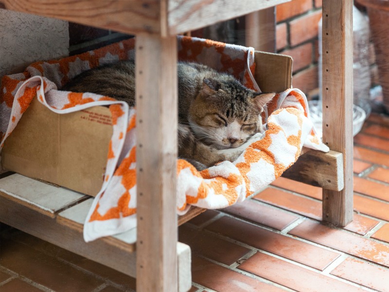 雨の日は一日中寝ている