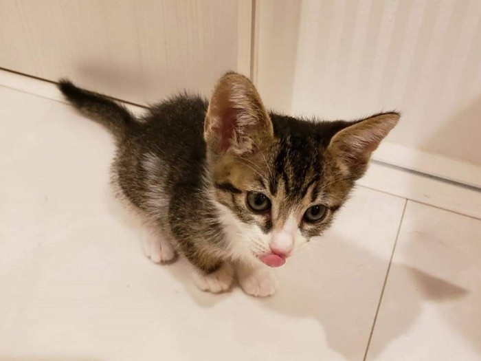 お母さんが屋根を歩いていて、私を落としてしまったの