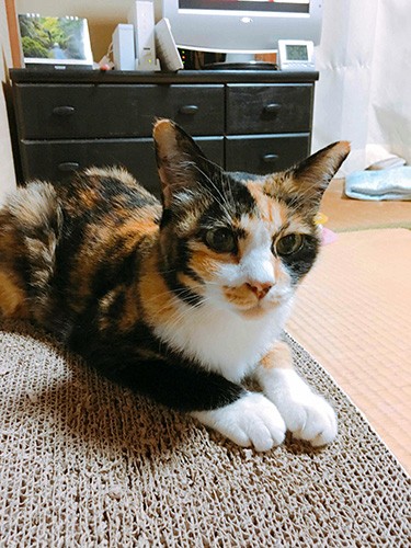 入選した「いつまでも君が一番!」=おおいた動物愛護センター提供