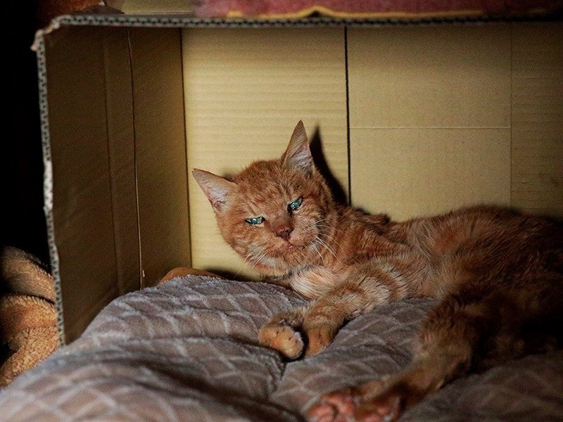 「猫又トリップ」より コジャジャ 茶トラ (オス、24)(ケニア・ドイ撮影)