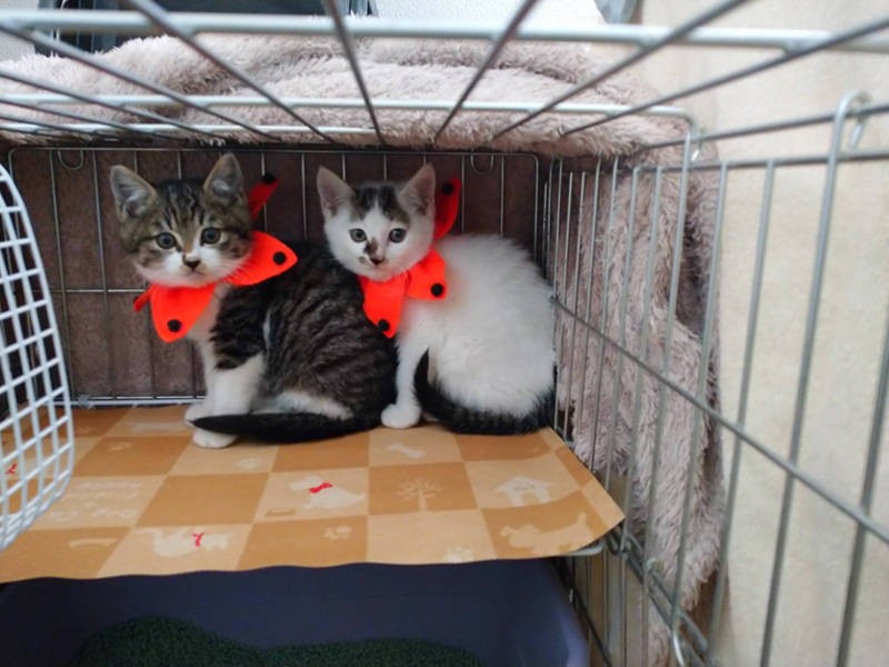 譲渡募集中のもちとむぎ。首輪が可愛いー(保護主さん提供)